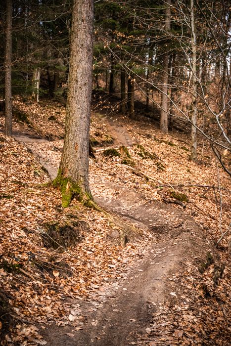 Der Trail des FOCUS Bikes Untergrund-Tests. Der Test-Trail wurde im FOCUS Bikes Untergrund-Test sowohl bergab als auch bergauf geboostet.